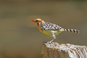 Red-and-yellow Barbet, Trachyphonus erythrocephalus, Kenya, Lake Baringo, Africa