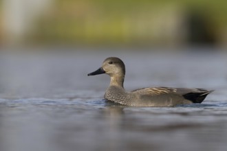 Gadwall (Mareca strepera) female, Bavaria, Germany, Europe