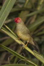 Star Finch (Neochmia ruficauda)
