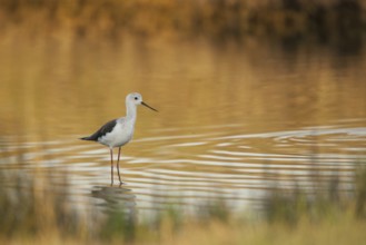 Black-winged Stilt (Himantopus himantopus), France, Europe