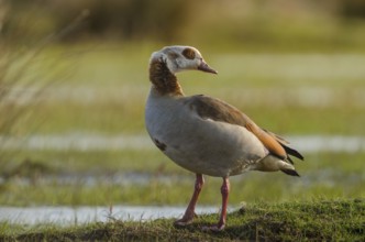 Egyptian Goose (Alopochen aegyptiaca), Schleswig-Holstein, Germany, Europe