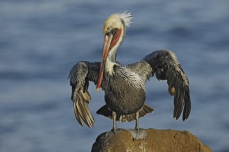 Brown Pelican (Pelecanus occidentalis), California, USA, North America