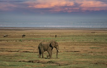 Afrikanischer Elefant (Loxodonta africana) einsamer Bulle streift durch Savanne, Serengeti National