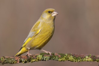 European Greenfinch (Chloris chloris) male perched on a branch, Lower Saxony, Germany, Europe