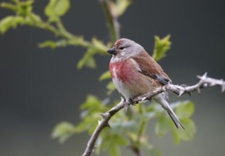 Common Linnet (Linaria cannabina) male, Mecklenburg-Western Pomerania, Germany, Europe