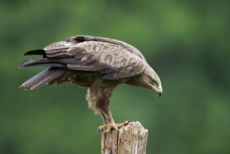 Lesser Spotted Eagle (Clanga pomarina) perched on a pale, Poland, Europe