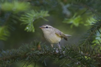 Greenish Warbler - Grünlaubsänger - Phylloscopus trochiloides