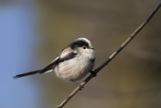 Long-tailed Tit (Aegithalos caudatus), Berlin, Germany, Europe