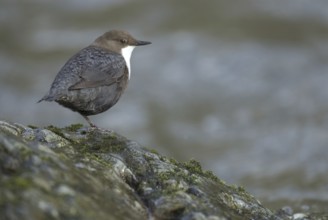 White-throated Dipper (Cinclus cinclus), Saxony, Germany, Europe