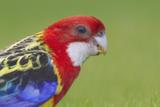 Eastern Rosella (Platycercus eximius), South Australia, Australia, Oceania