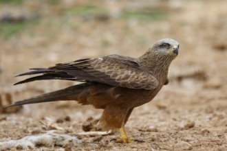 Black Kite (Milvus migrans), Spain, Europe