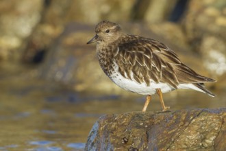 Black Turnstone (Arenaria melanocephala) feeding along the shoreline in Victoria, BC, Canada, North