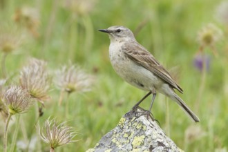 Water Pipit (Anthus spinoletta), Switzerland, Europe