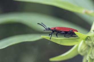Black-headed Cardinal beetle (Pyrochroa coccinea), Emsland, Lower Saxony, Germany, Europe