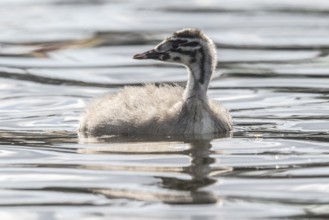 Young great crested grebe (Podiceps cristatus), Emsland, Lower Saxony, Germany, Europe