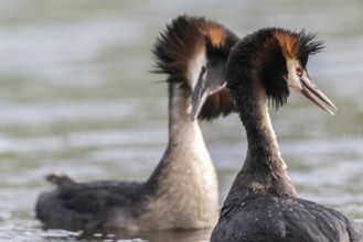 Great Crested Grebe (Podiceps cristatus), Emsland, Lower Saxony, Germany, Europe