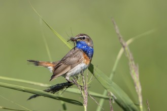 Bluethroat (Luscinia svecica cyanecula) male perched in reedbed with insect prey in beak,