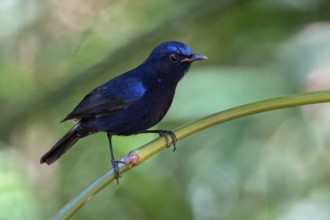 White-tailed Robin (Myiomela leucura) male, Thailand, Asia