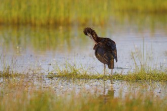 Glossy Ibis (Plegadis falcinellus) preening, Greece, Europe