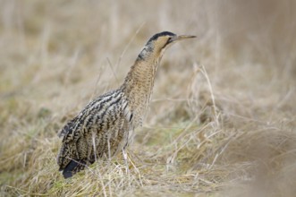 Rohrdommel (Botaurus stellaris), Bittern, Altvogel im Winter, Februar, Muenster,