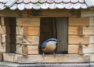 Eurasian Nuthatch (Sitta europaea) at winter feeder, Bavaria, Germany, Europe