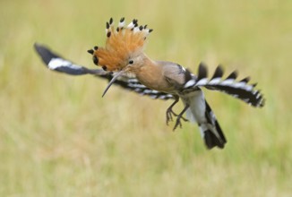 Eurasian Hoopoe (Upupa epops) flying, Aosta Valley, Italy, Europe