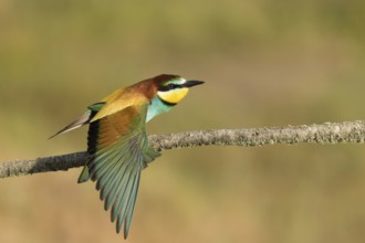 European Bee-eater (Merops apiaster) female perched on a branch stretching wings, Portalegre,