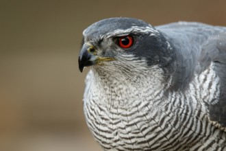 Northern Goshawk (Accipiter gentilis), adult male, Castile and Leon, Spain, Europe