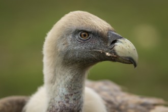 Griffon Vulture (Gyps fulvus), portrait, Castile and Leon, Spain, Europe
