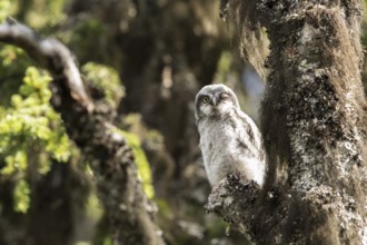 Northern Hawk-Owl (Surnia ulula) juvenile, Dalarna, Sweden, Europe
