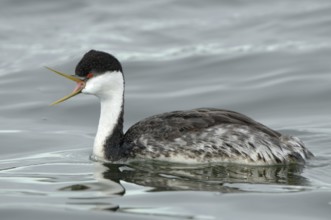 Western Grebe (Aechmophorus occidentalis), Montana, USA, North America