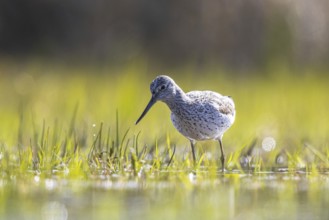 Common Greenshank (Tringa nebularia), North Rhine-Westphalia, Germany, Europe