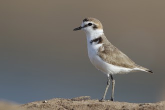 Kentish Plover (Charadrius alexandrinus), Greece, Europe