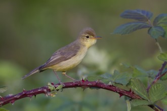Melodious Warbler (Hippolais polyglotta) male, Rhineland-Palatinate, Germany, Europe