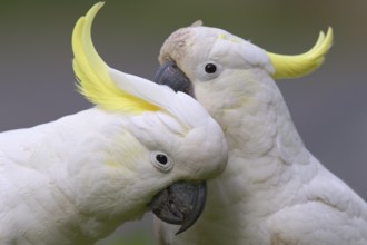 Sulphur-crested Cockatoo (Cacatua galerita) pair, Victoria, Australia, Oceania