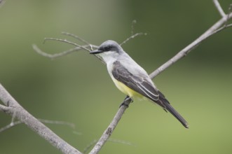 Snowy-throated Kingbird (Tyrannus niveigularis), Guayas, Ecuador, South America