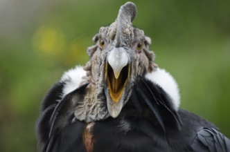An Andean Condor at Parque Condor (Condor Park) in Otavalo, Ecuador. The Condor Park is a place