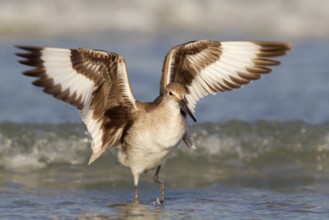 Willet (Tringa semipalmata), Florida, USA, North America