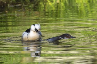 Smew (Mergellus albellus, Mergus albellus) male mating with female in pond in spring