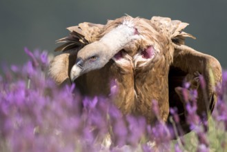 Griffon Vulture (Gyps fulvus) in field, Madrid, Spain, Europe