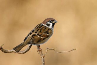 Ringmus, Eurasian Tree Sparrow, Passer montanus
