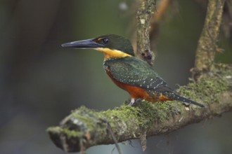 Green-and-rufous Kingfisher (Chloroceryle inda), Ecuador, South America