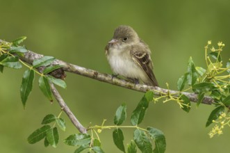 Acadian Flycatcher (Empidonax virescens) perched on a branch, Texas, USA, North America