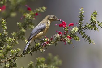 Eastern Spinebill (Acanthorhynchus tenuirostris) juvenile, New South Wales, Australia, Oceania