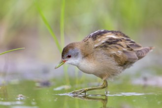 Kleines Sumpfhuhn, Kleinralle, Little Crake, Porzana parva, Marouette poussin, Polluela Bastarda