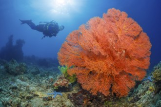 Knotenfächer, Melithaea ochracea Knotted Fan Coral, Melithaea ochracea