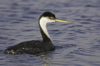 Western Grebe (Aechmophorus occidentalis), California, USA, North America