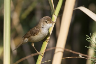 Eurasian Reed Warbler (Acrocephalus scirpaceus fuscus) perched in reeds, Cyprus, Europe