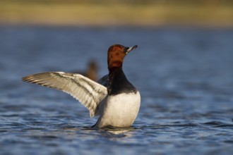 Common Pochard (Aythya ferina) male, Bavaria, Germany, Europe