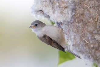 Eurasian Penduline Tit (Remiz pendulinus) juvenile, one week after leaving the nest, Saxony-Anhalt,